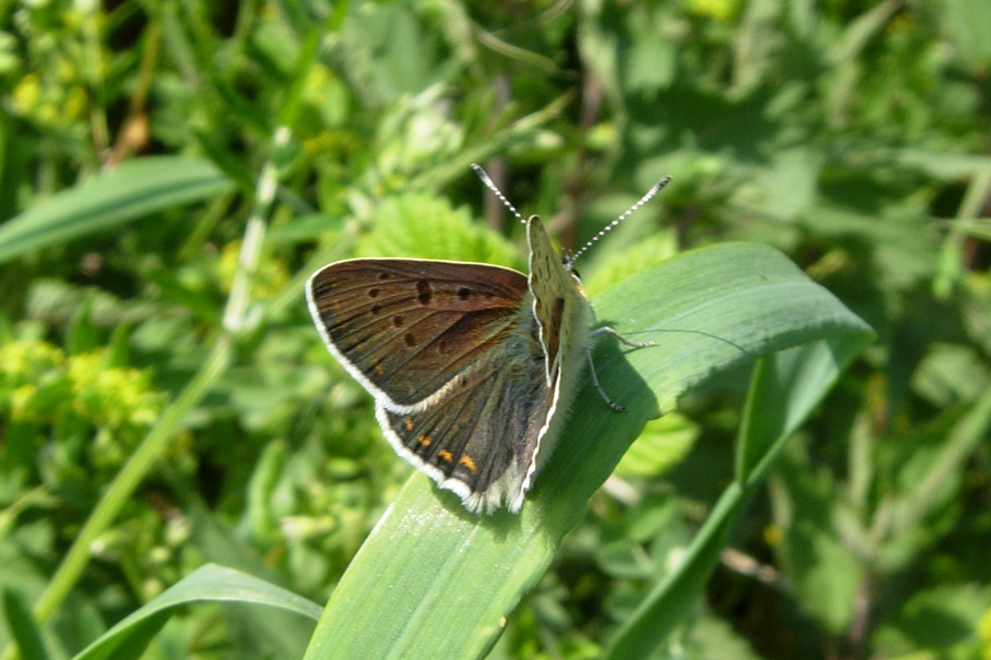 Forse Lycaena tityrus?